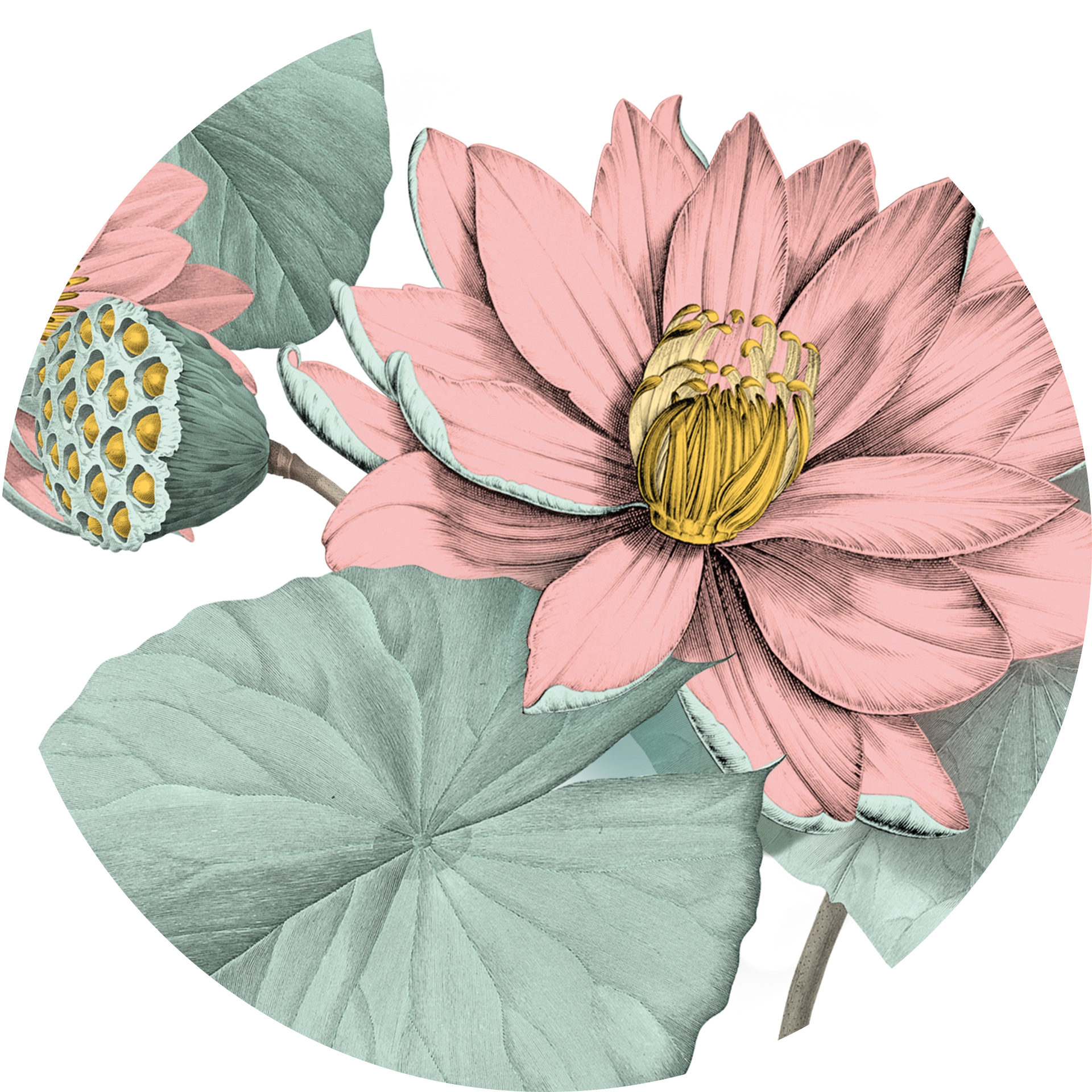 Eve Padma (rose)
